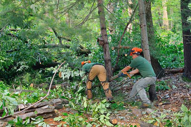 Hampton, TN Tree Service Company